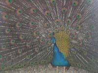 peacock.jpg