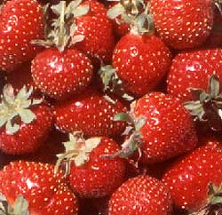 strawberrys.jpg